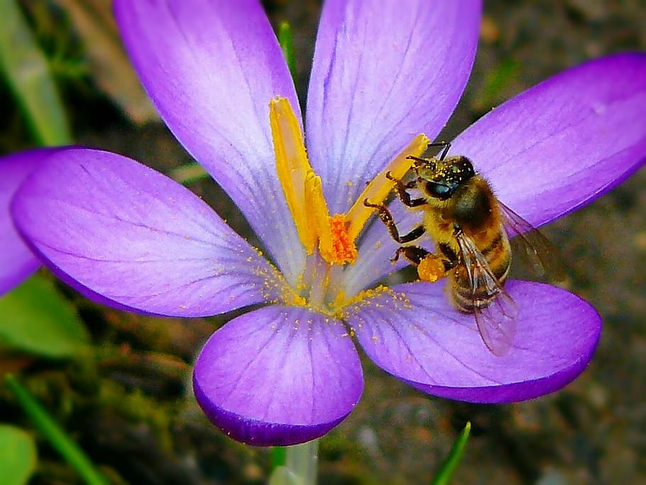 close up photo of honey bee perched on pink flower, crocus HD wallpaper