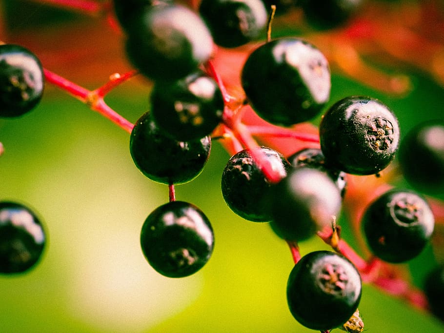 berries, elder, black elderberry, holder bush, fruits, elderberries, HD wallpaper