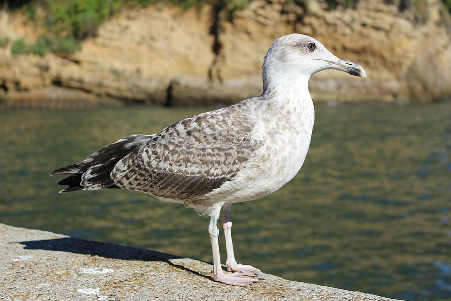 seagull, bird, grey, plumage, fauna, vertebrate, animals in the wild HD wallpaper
