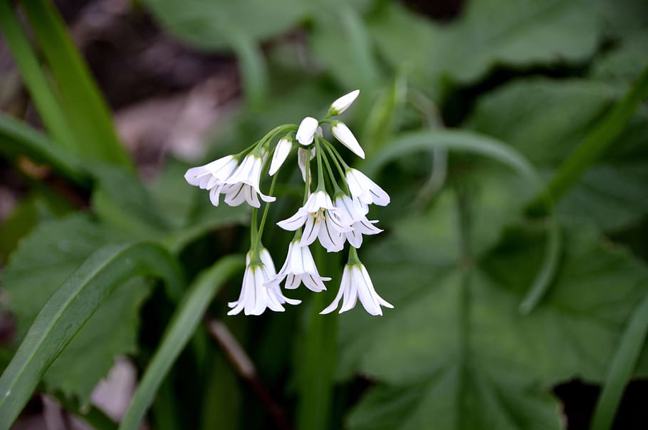 Flowers, Perce, Neige, Spring, Nature, perce-neige, plant, flowering HD wallpaper