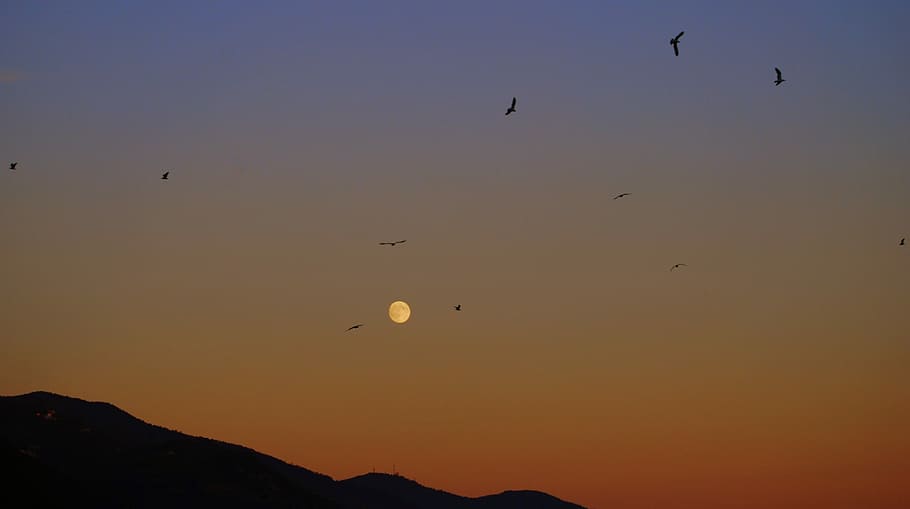 Sunset, Luna, Birds, Mountains, sky, nature, animals in the wild HD wallpaper