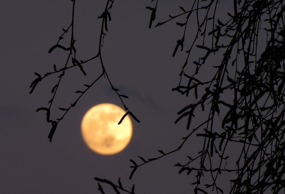full moon, birch, dusk, sky, silhouette, tree, branch, nature HD wallpaper
