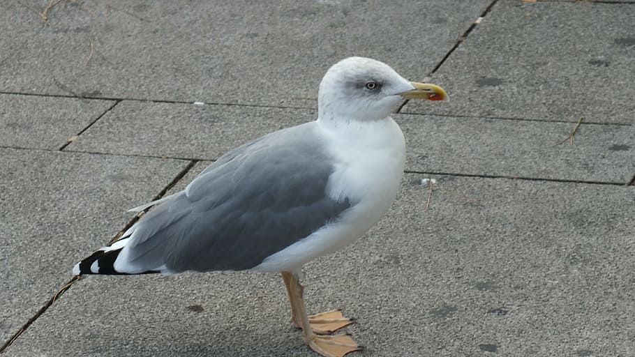 seagull, bird, wing, ze, elegant, peaceful, one animal, vertebrate HD wallpaper