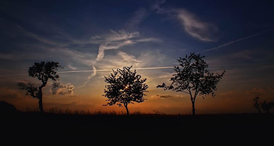 silhouette of trees during sunset, background lighting, at dusk HD wallpaper