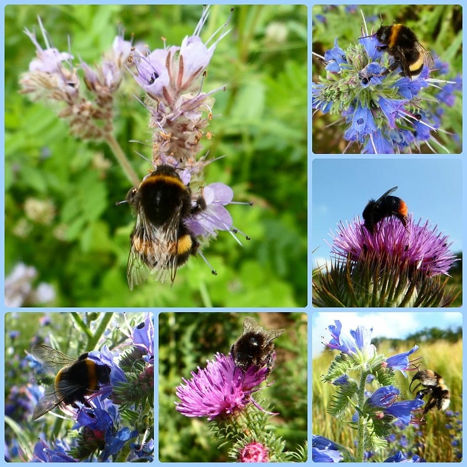 Hummel, Bee, Insect, Pollination, Flower, blossom, bloom, approach HD wallpaper