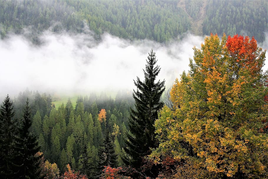 trees surrounded with fogs, fall mountains, colors, haze, forest HD wallpaper