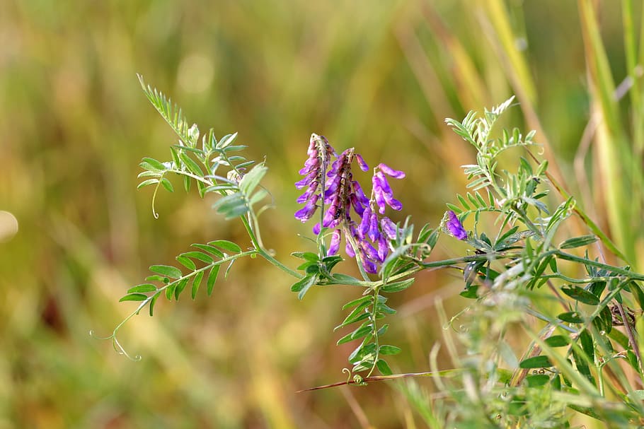 flower, violet, tiny, meadow, autumn, ivy, grass, green, plant HD wallpaper