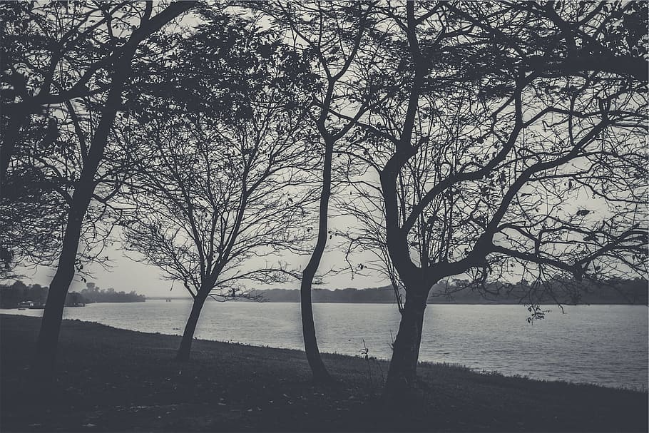 trees, branches, lake, water, plant, tranquility, beauty in nature HD wallpaper