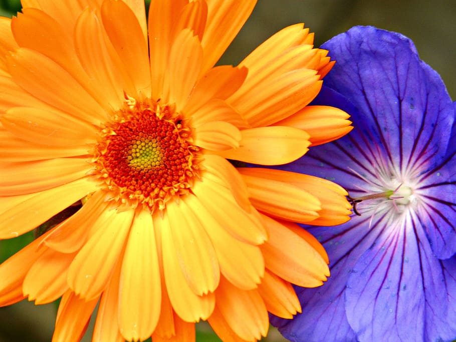 flowers, yellow, purple, spring, summer, nature, yellow flowers HD wallpaper