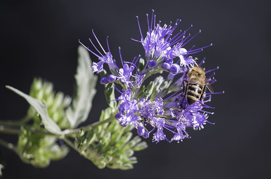 Honeybee Perched on Purple Petaled Flower Closeup Photography HD wallpaper