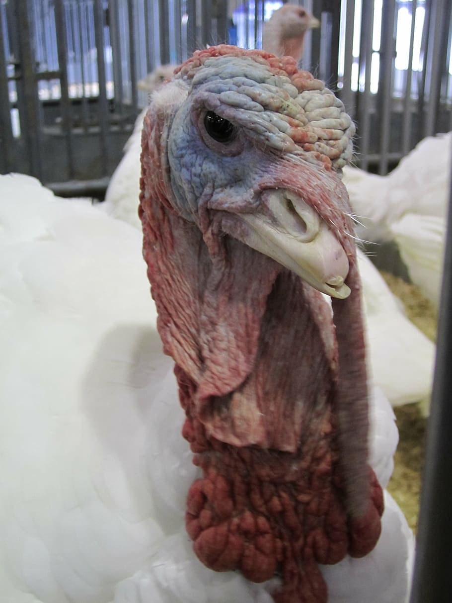 turkey, bird, poultry, head, animal, farm, farm animal, meat HD wallpaper