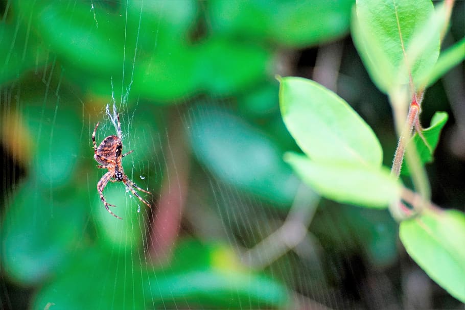 nature, spin, bug, web, animal, close up, spider web, leaf HD wallpaper