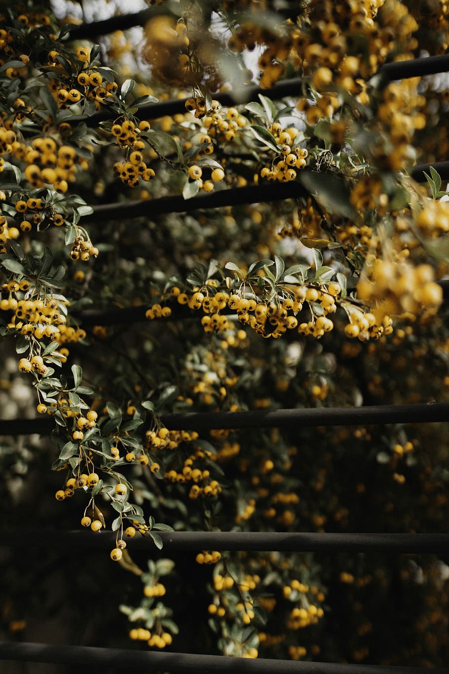 yellow flowers, yellow petal flower in shallow focus photography HD wallpaper