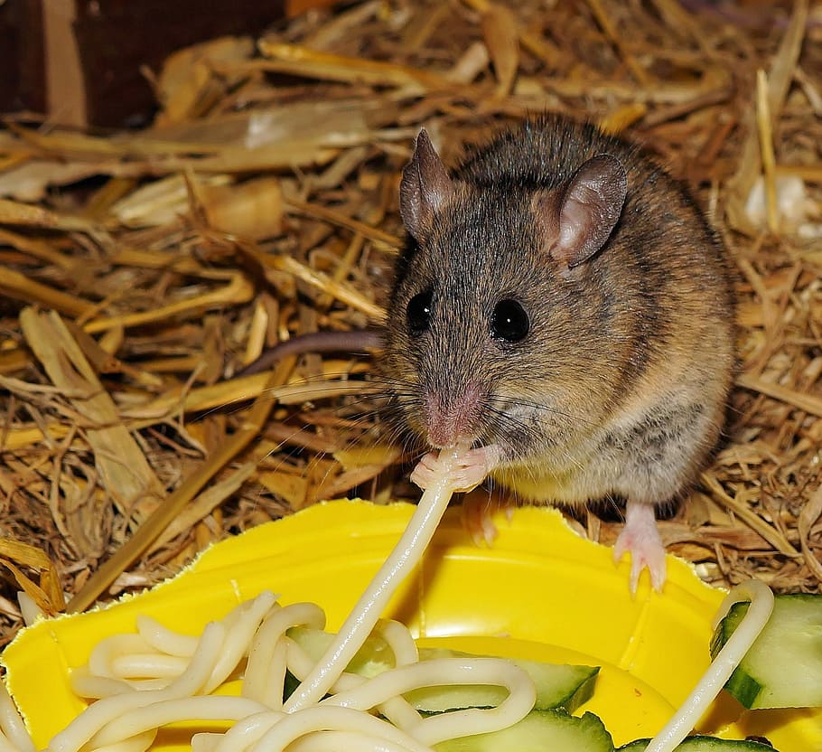 brown gerbil eating pasta, mastomys, mouse, nager, button eyes