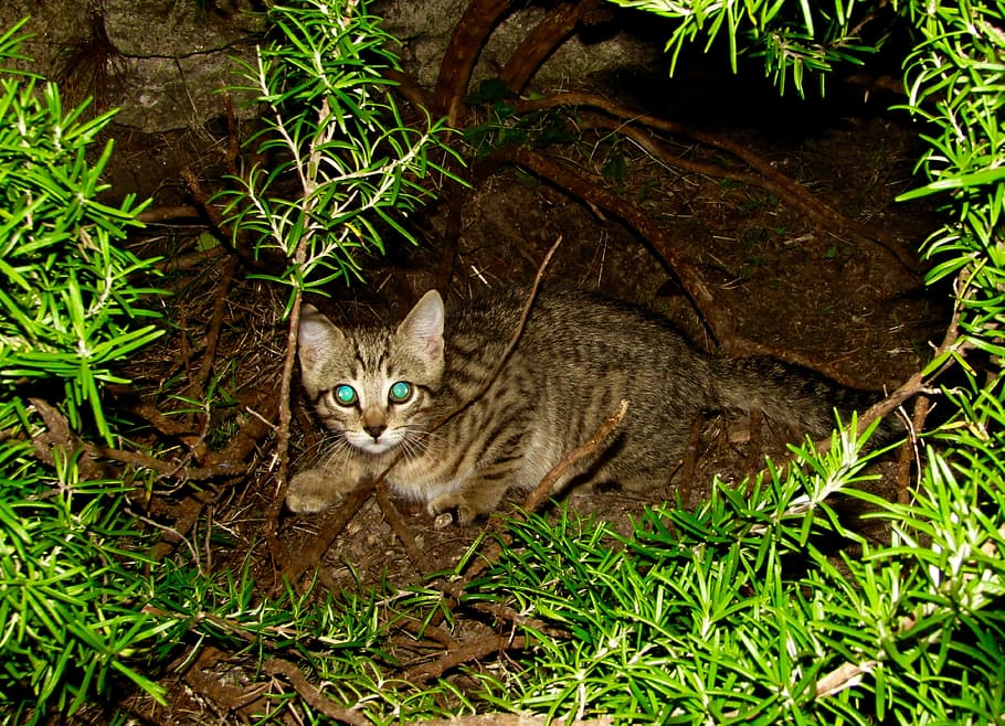 Kitten, Night, Curious, one animal, feline, animal themes, domestic cat HD wallpaper