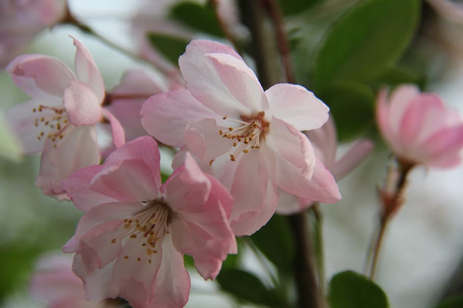 small fresh, flowers, spring, flowering plant, beauty in nature HD wallpaper