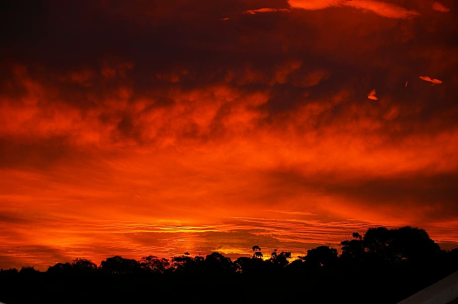 silhouette of trees during golden hourse, sunset, red, horizontal HD wallpaper