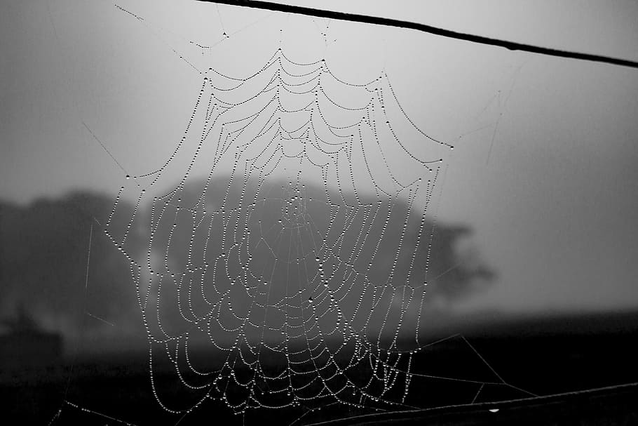 spiderweb, black and white, halloween, cobweb, net, design, HD wallpaper