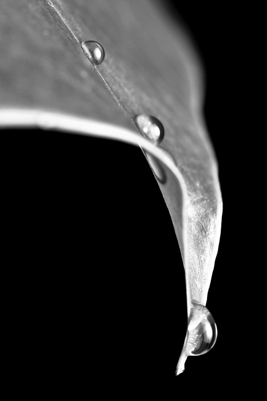 drop, leaf, plant, black and white, close-up, black background HD wallpaper