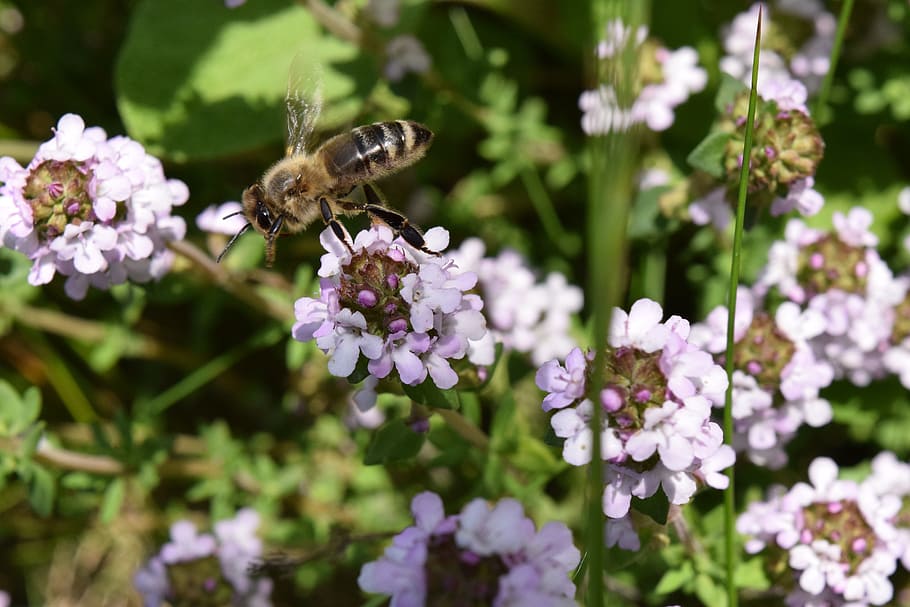 bee, fly, flying bee, flowers, spring, sunshine, close, hard working HD wallpaper