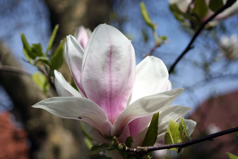 magnolia, flower, spring, tree, pink, blossom, bloom, plant HD wallpaper