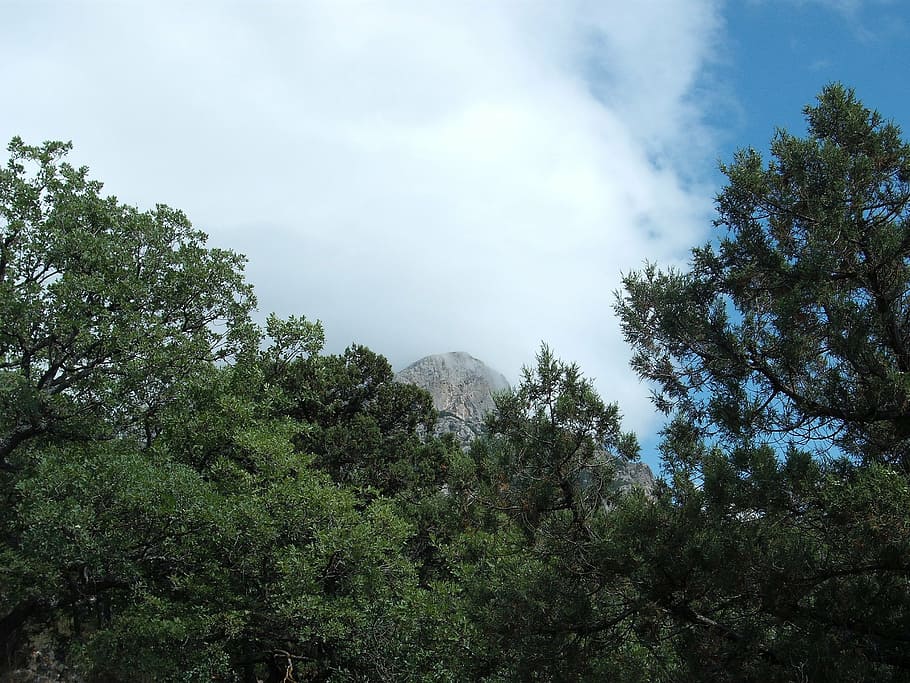 laspi, crimea, mountain, landscape, nature, tree, plant, sky HD wallpaper