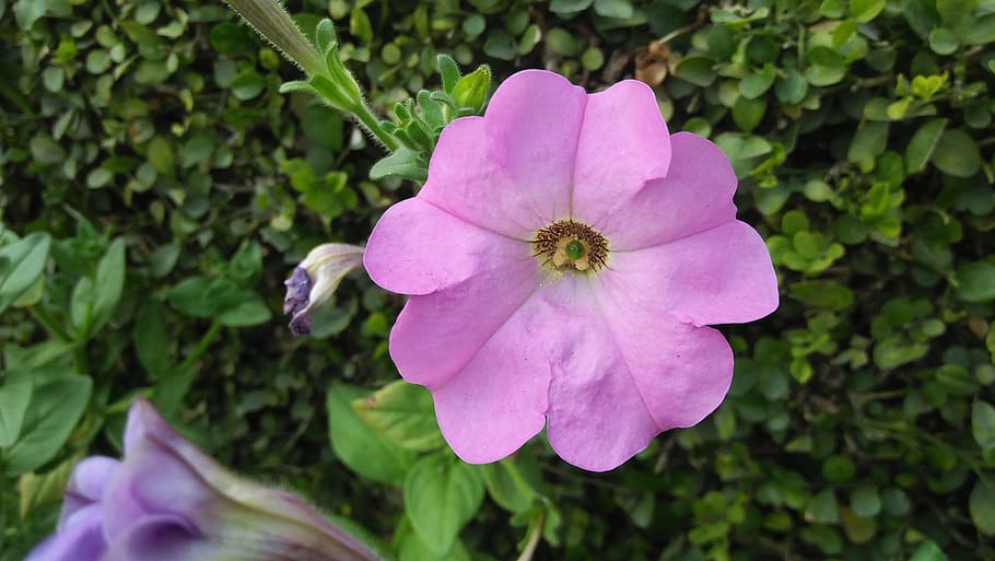 flower, tree, grass, flowering plant, freshness, beauty in nature HD wallpaper