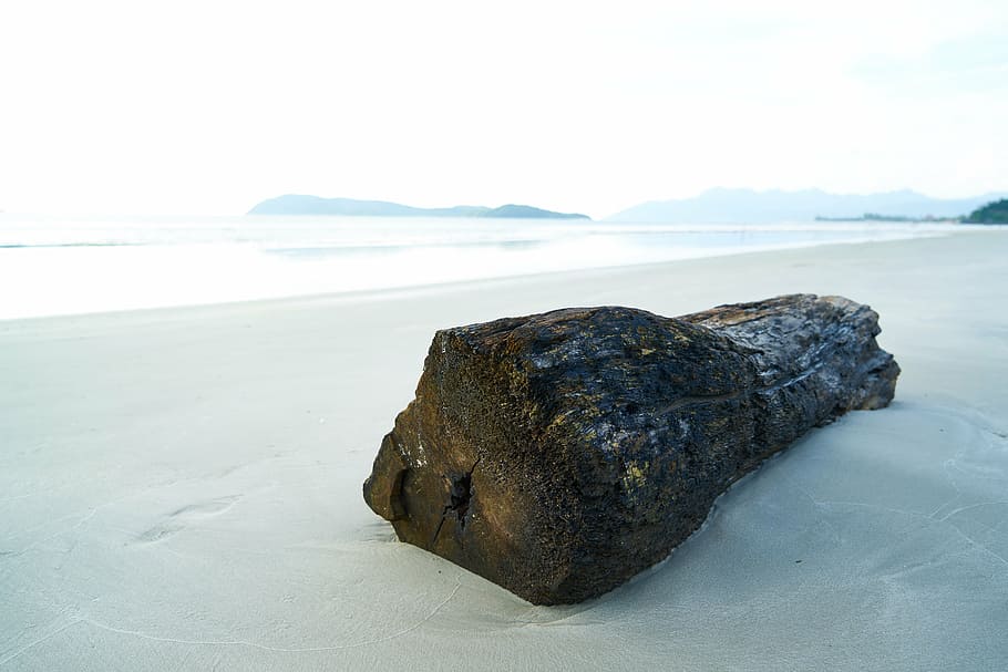 brown drift log on shore at daytime, tree, see, ocean, landscape HD wallpaper
