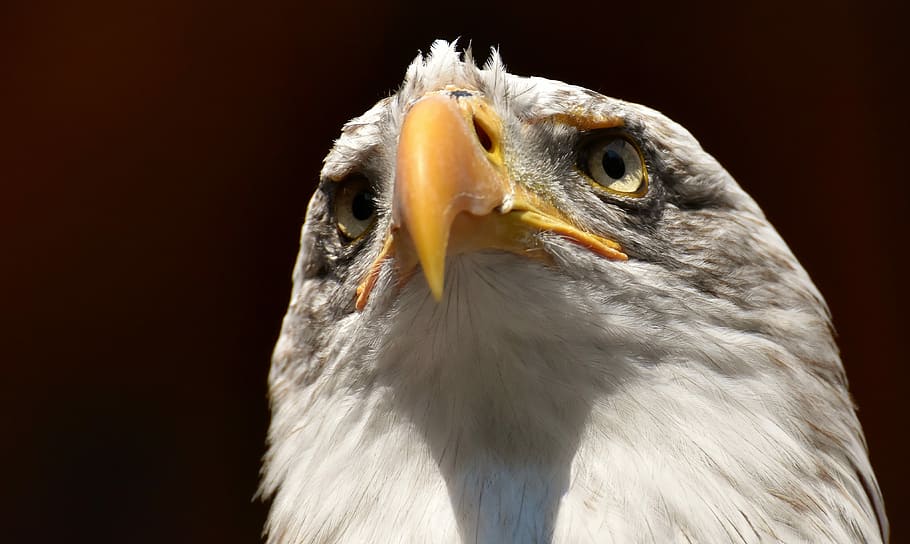 close-up photo of brown and white eagle, adler, bald eagle HD wallpaper