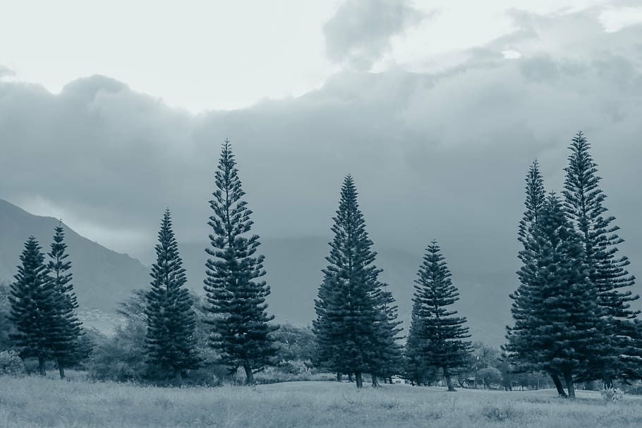 green pine trees under gray clouds, fog, grey, blue, cloudy HD wallpaper
