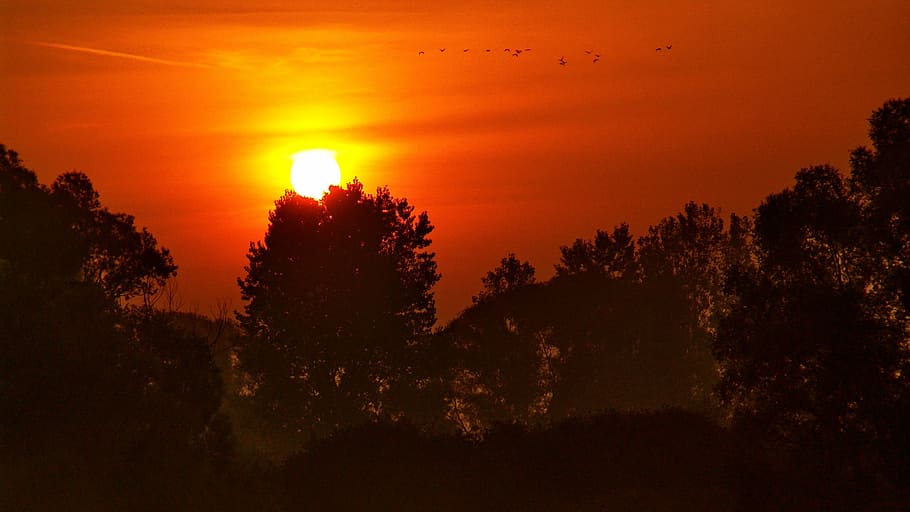drava, sunset, river, water, birds, tree, sky, beauty in nature HD wallpaper