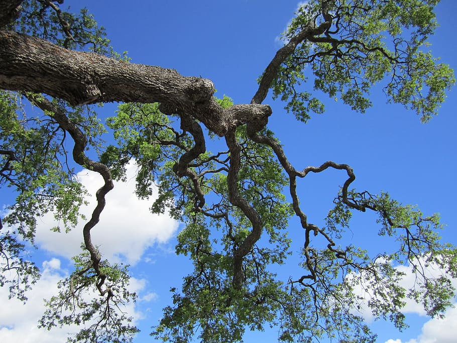 green leafed plant, tree, woods, branches, looking up, upwards HD wallpaper