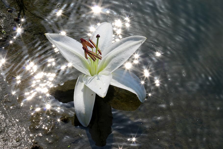 lily, water, flower, reflection, white, shine, sun, nature HD wallpaper