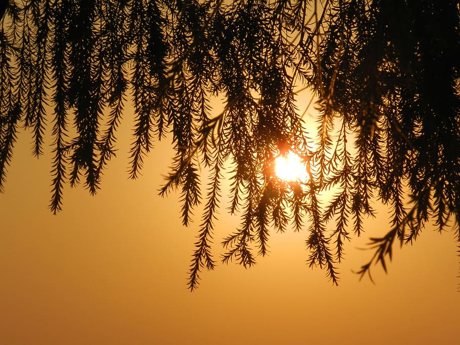 macro photograph of green leafed tree, leaves, silhouette, sunset HD wallpaper