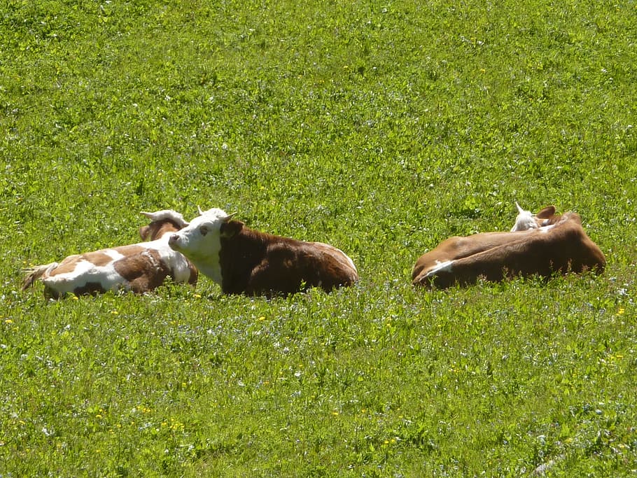 cow, cows, pasture, rest, grass, green, cattle, agriculture HD wallpaper