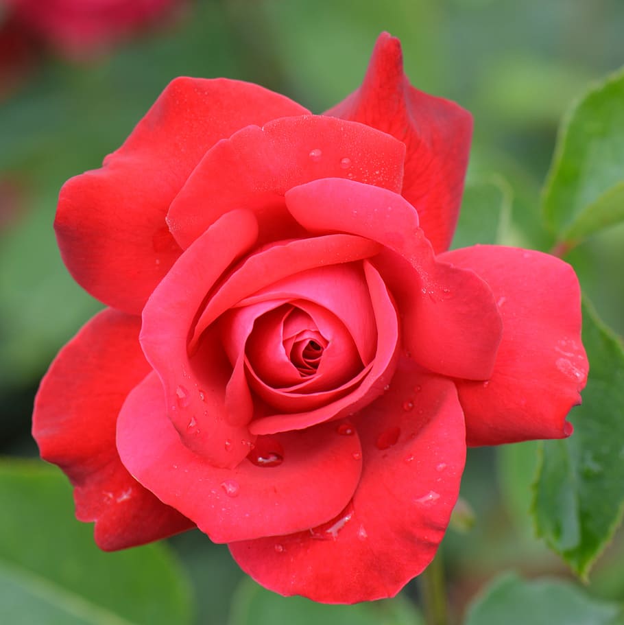 Flower, Nature, Macro, Red Rose, rose - flower, petal, beauty in nature HD wallpaper