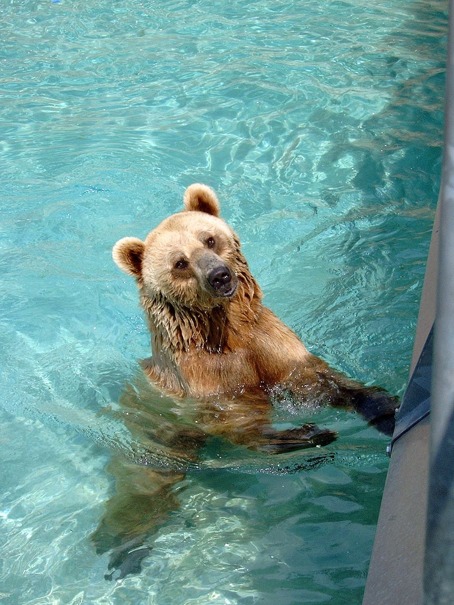 bear, animals, wild, zoo, brown, mammal, the bear, fur, predator HD wallpaper