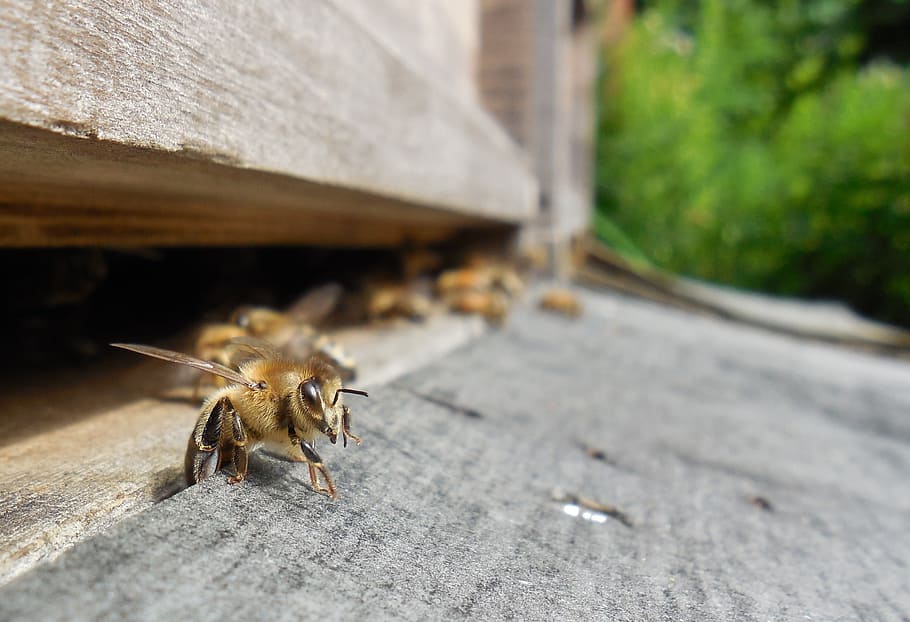 honeybees on brown surface, Hive, Beehive, Prey, Honey Bees, beekeeper