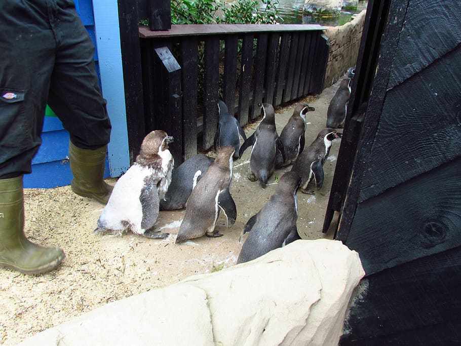 Penguin, Penguins, Waddle, Walk, Bird, animal, wildlife, adults only HD wallpaper