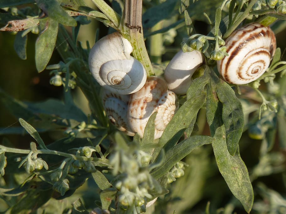 snails, ukraine, nautilus, plant, shell, close-up, leaf, plant part HD wallpaper