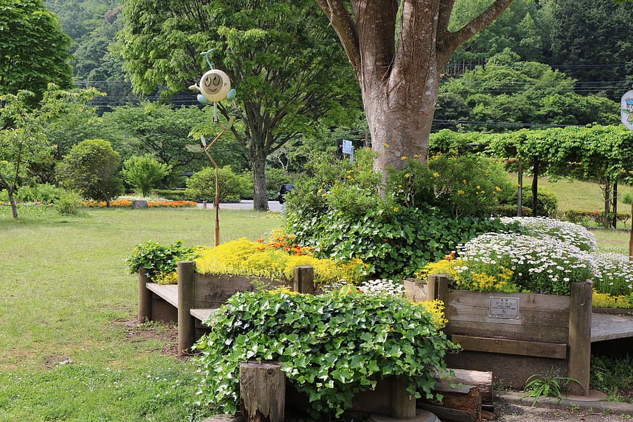 garden, square, park, bench, green, in the early summer, wood HD wallpaper