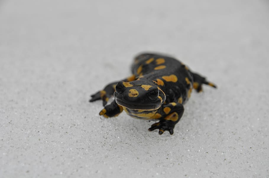 salamander, snow, nature, one animal, animal wildlife, animals in the wild HD wallpaper