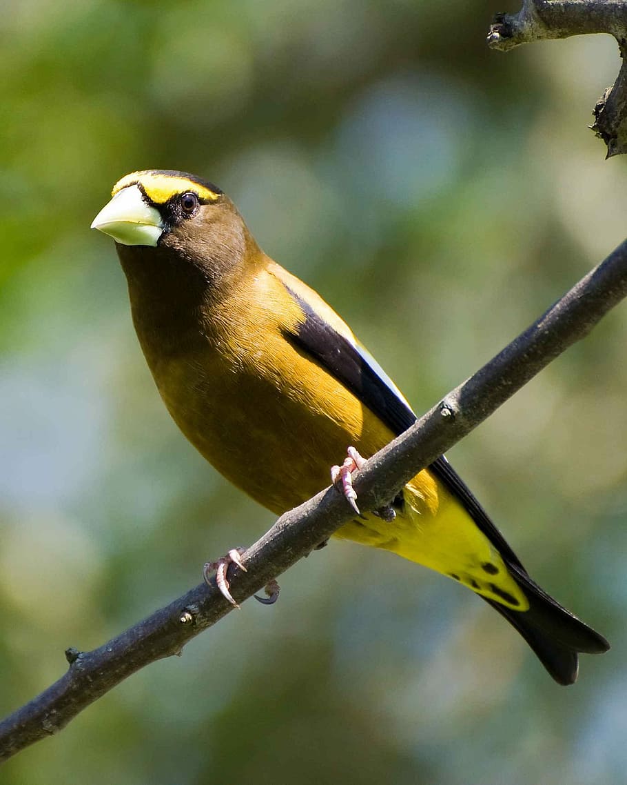 Coccothraustes, Bird, vespertinus, evening, grosbeak, birds HD wallpaper