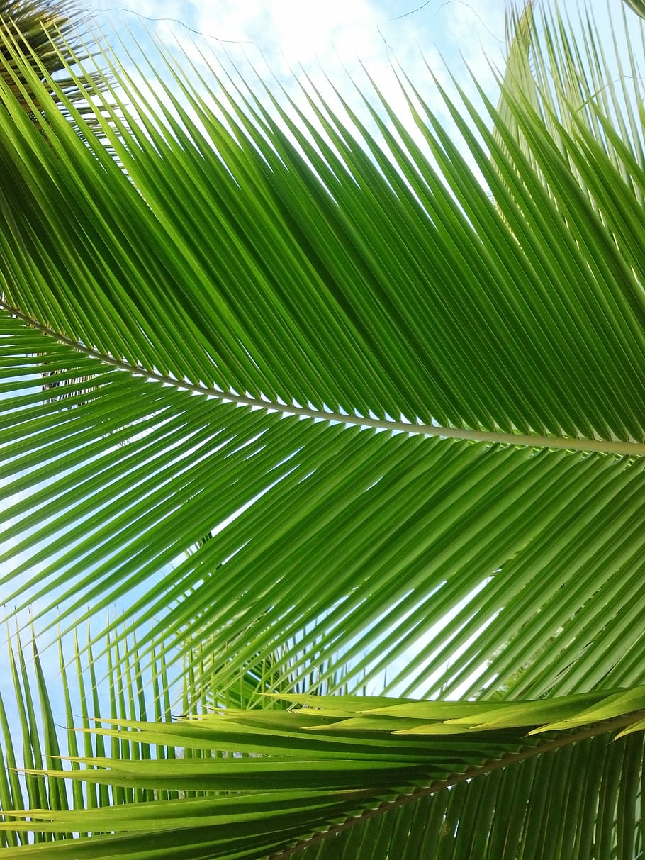 palm, leaf, south, green color, palm tree, palm leaf, tropical climate HD wallpaper