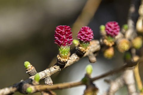 selective focus photography of purple flowers, larch flower HD wallpaper
