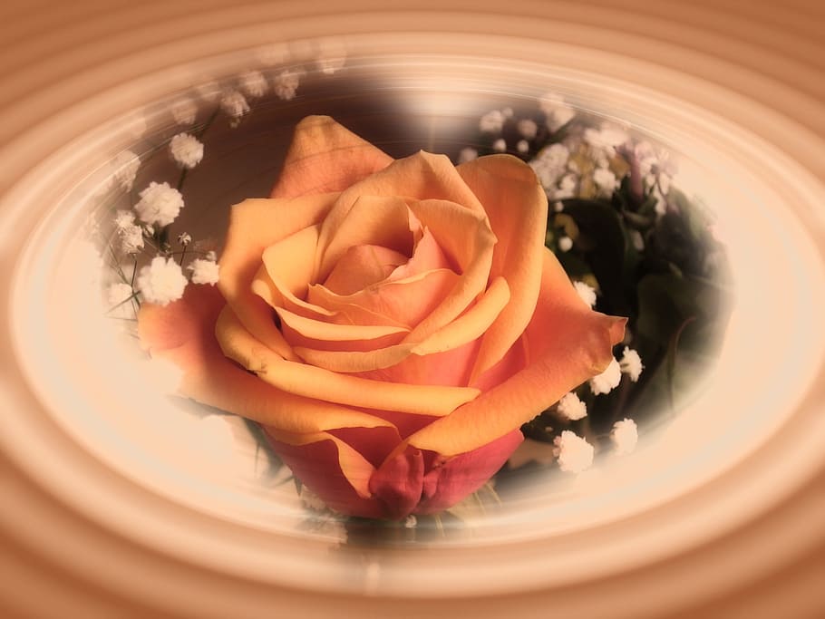 yellow petaled rose, Flower, Heart Shape, Form, wave, shadow, HD wallpaper