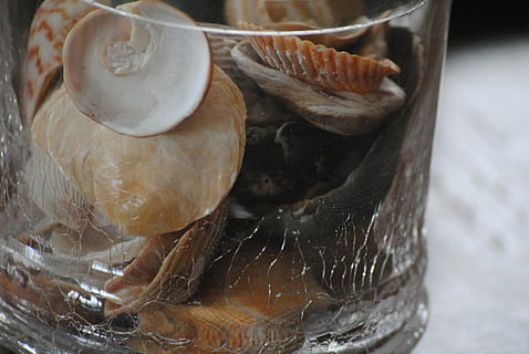 Seashells, Glass, Container, Summer, beach, travel, nature HD wallpaper
