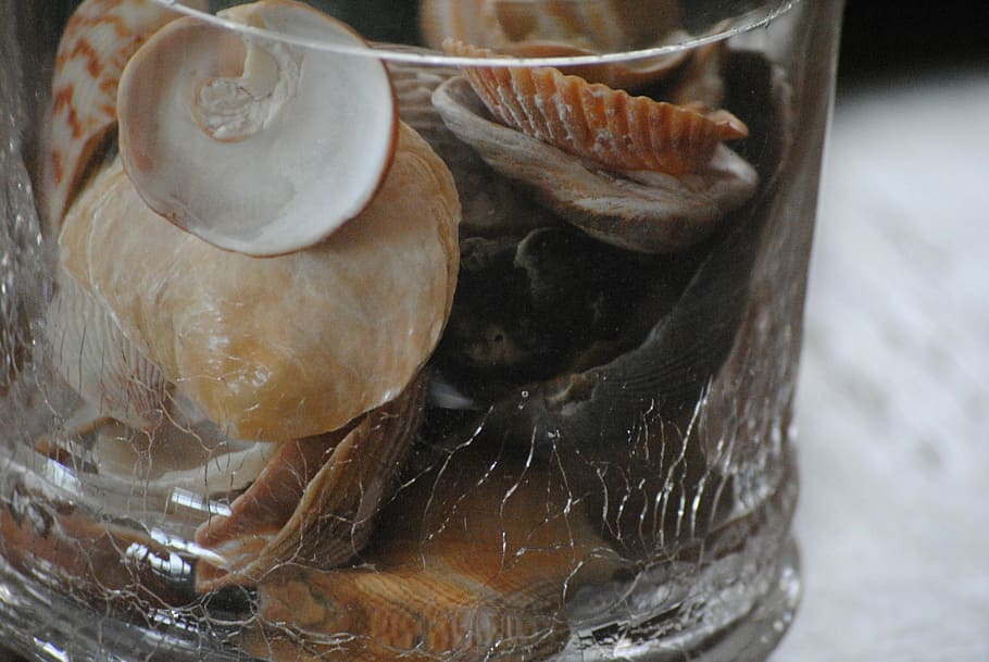 Seashells, Glass, Container, Summer, beach, travel, nature HD wallpaper