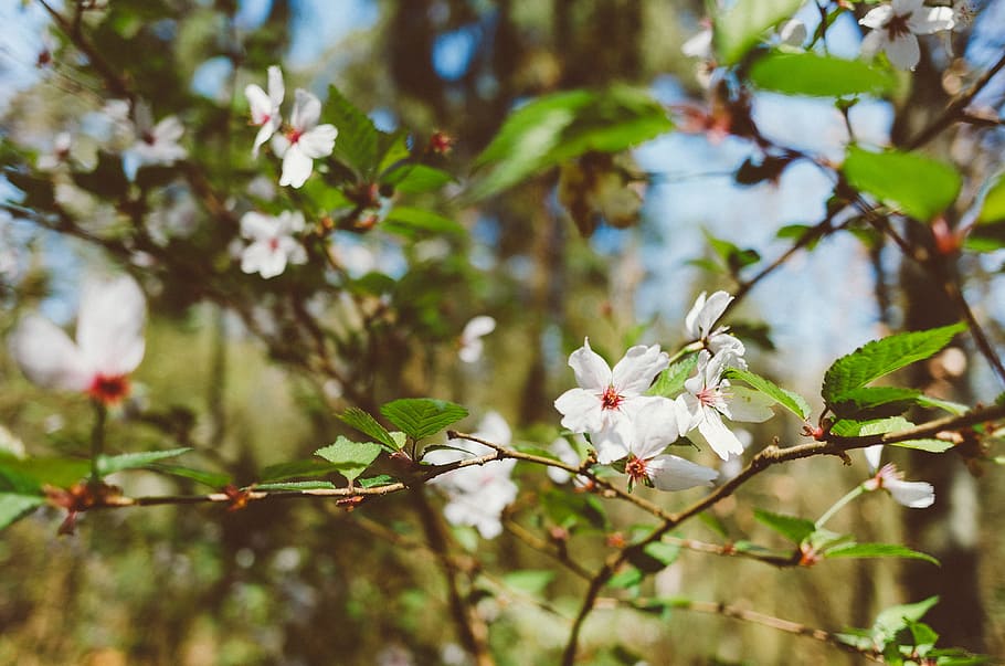 Spring flowers, nature, tree, branch, plant, springtime, outdoors HD wallpaper