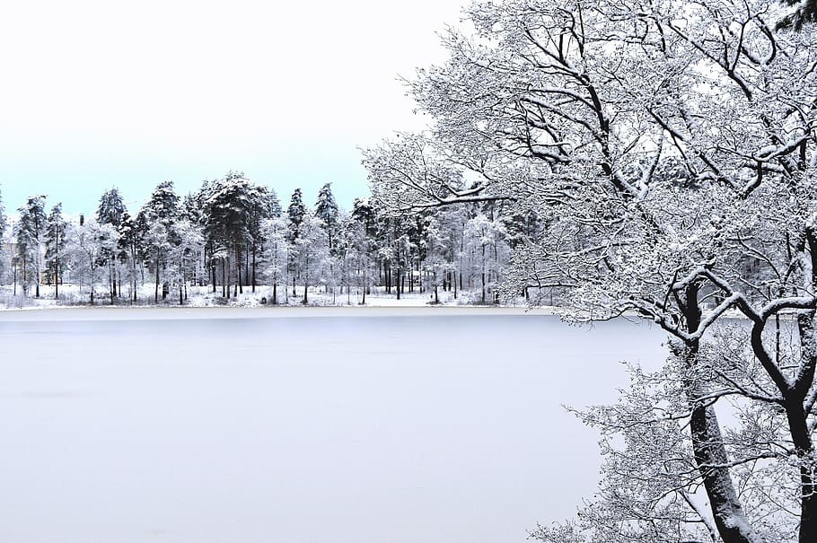 landscape photography of green leaf plant at daytime, winter HD wallpaper